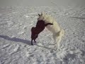 our-swedish-white-elkhound-blackereds-king-gandalf.html