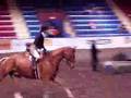 Absolutly stunning 7 year old 17hh Hanoverian Gelding by Fei