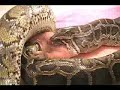 Snake Eats Pig Snake Eats Pig