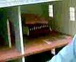 Doll House