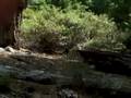 yosemite deer