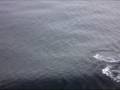videos de Dolphins on the Alaska Marine Highway