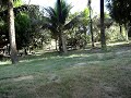 A fuga da galinha