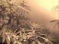   Twiztid - So High (marijuana video)