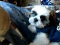 videos de Klepto & Pokerface Bonding