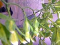 DIY 300GPH Overflow Box - Simple to make! Under $7.50