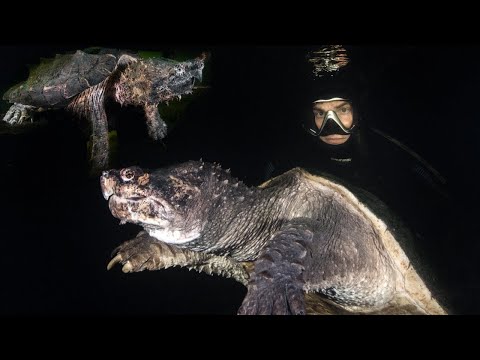 YouTube reptile video