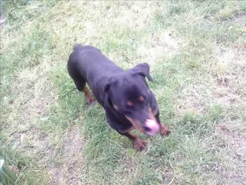 rottwailer