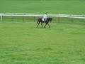 6y.o. Thoroughbred FORSALE! - CP video 2 6y.o. Thoroughbred FORSALE! - CP video 2