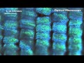 Zoom into a Blue Morpho Butterfly Wing