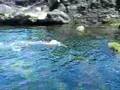 WANDO RODRIGUES - nadando nas águas geladas da Ilha do Pico