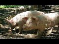 pigs in woods pigs in woods