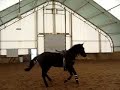 Sansay 2005 Canadian Sport Horse Gelding