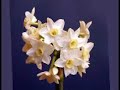 Daffodils Daffodils