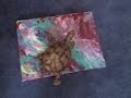 Turtlekiss.com raffle results