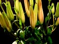 Time lapse lillies