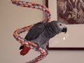 Mrs. Beasly the African Grey