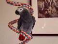 Mrs. Beasly the African Grey