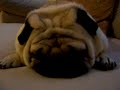 pug snoring pug snoring