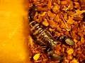 Emperor Scorpion
