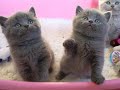 Tammys Litter 2008
