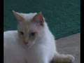 videos de Pets at the Rainbow Wildlife Rescue