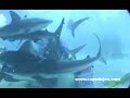 Bahamas Shark Feeding