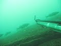 Friendly mid-sized walleyes