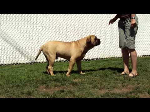 bullmastiff