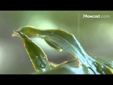 how to fertilize yucca plants