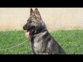 TRIBUTE TO THE WORKING GERMAN SHEPHERD DOG (2)