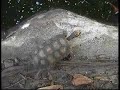 [EXPEDITION] Science in Guyane