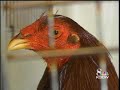3 Arrested In Cockfighting Bust