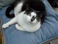 Pleasing Chaircat : Experiment 03