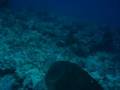Dive New Caledonia