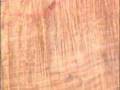Taylor Guitars: Hawaiian Koa