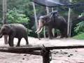 Elephants-in-Thailan