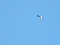Lancavak com Tucano
