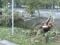 Nubifragio a Torino, danni incredibili
