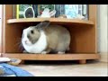 Rabbit play
