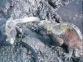 Sea Lion Eating a Tuna