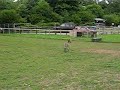 Happy Baby donkey Happy Baby donkey
