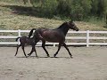 Sora baby foal horse 3weeks