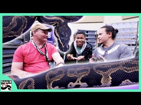 YouTube reptile video