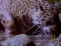 Jaguar vs. Croc