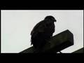 One of 2 eaglets