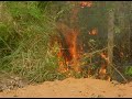 scorpions    humanity slideshow about amazonian rainforest