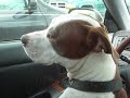 Coco does Bartok Coco does Bartok