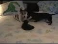 Toonces Attack Cat Toonces Attack Cat