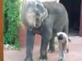 Video elefante bailando